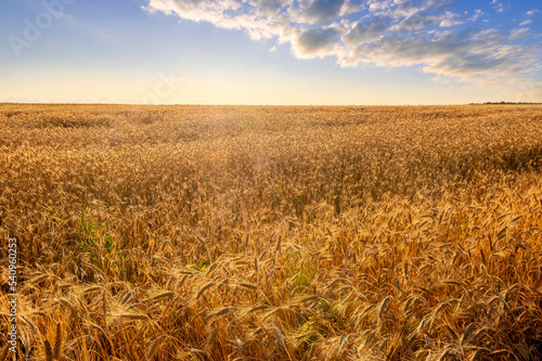 Amazing view at beautiful summer golden wheaten field with beautiful sunny sky on background  rows leading far away  valley landscape