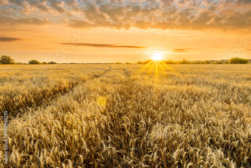 Amazing view at beautiful summer golden wheaten field with beautiful sunny sky on background, rows leading far away, valley landscape