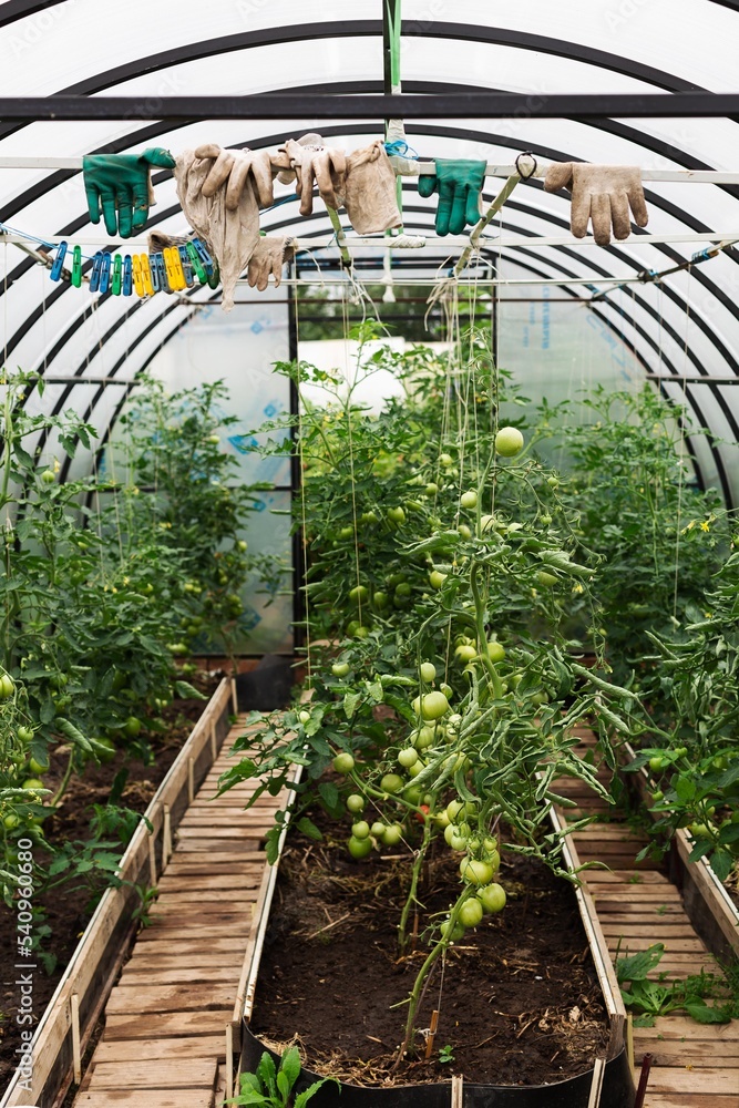 Greenhouse with green tomatoes Greenhouse with green tomatoes