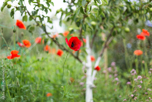 Poppy flowers and apple tree in the garden