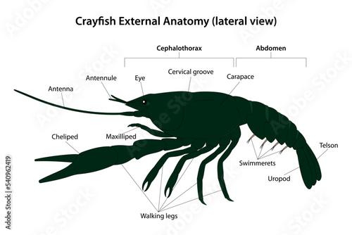 Crayfish External Anatomy (lateral view) photo