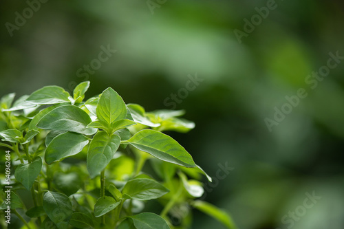 Lemon basil trees on nature background.