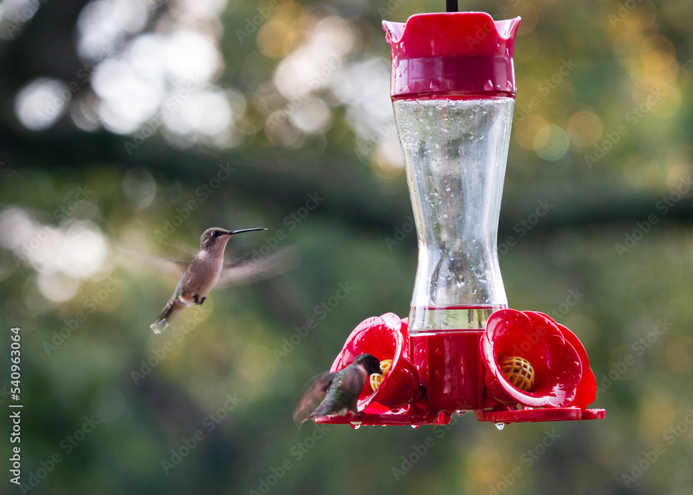 Obraz premium Hummingbirds and feeder with bokeh