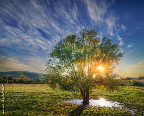 Beautiful tree in a meadow at sunset