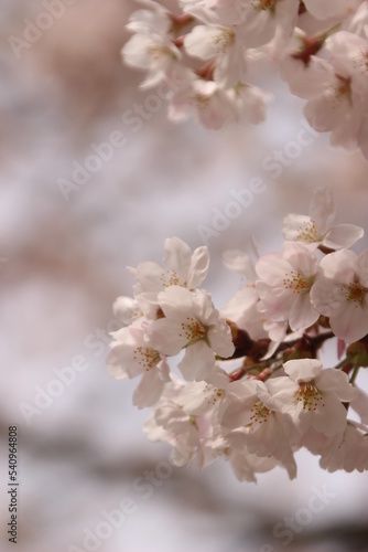 桜・満開 桜の開花イメージ