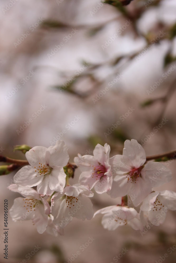 桜・満開 桜の開花イメージ