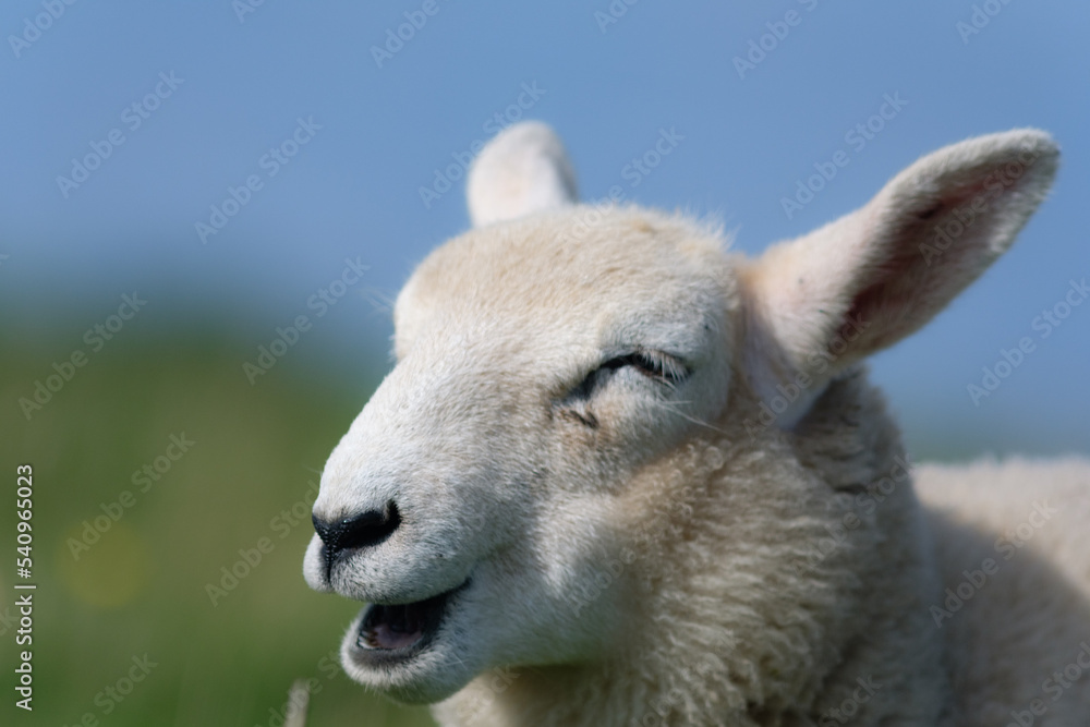 sheep sheep