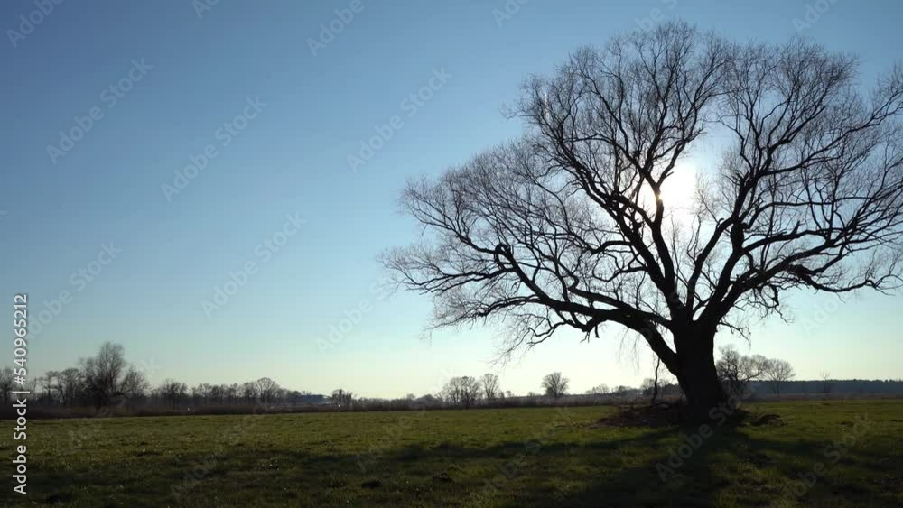 kahler Baum im Winter auf freiem Feld