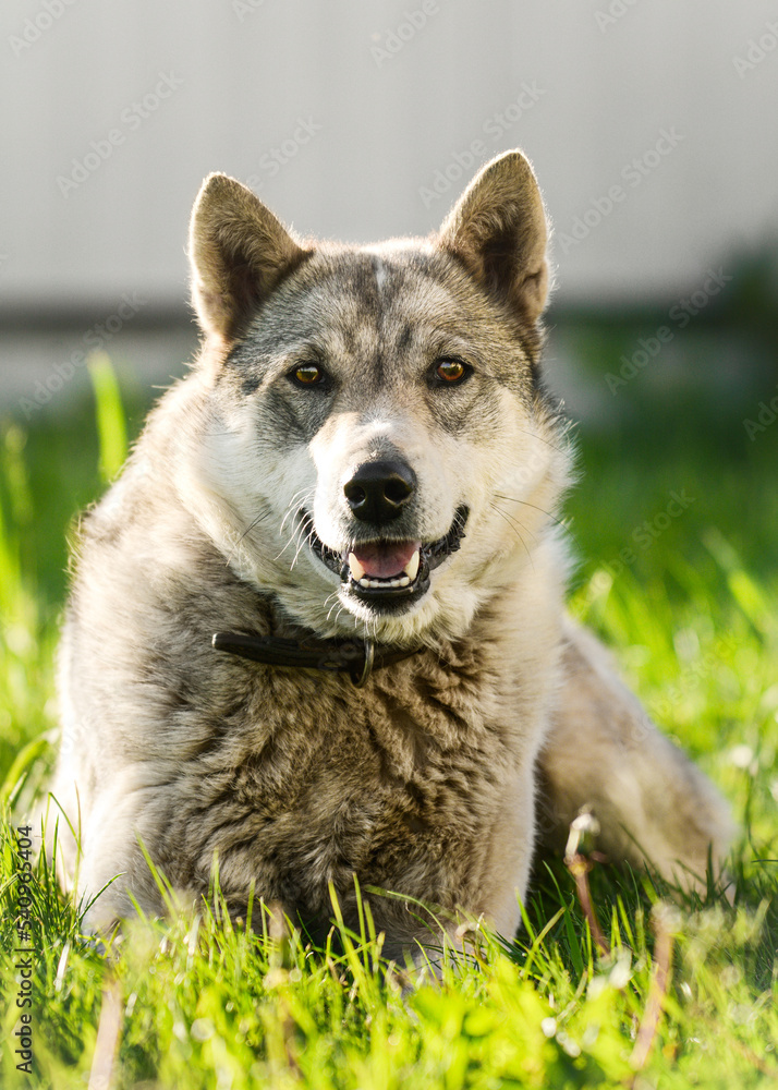 cute east siberian laika lies in the grass in the rays of the sun