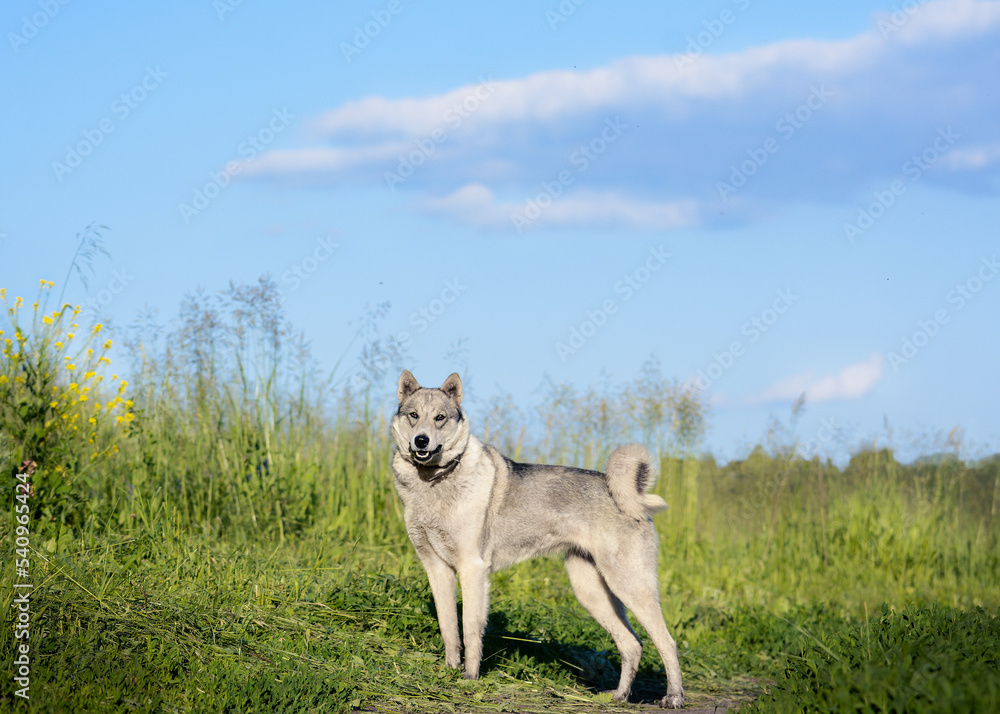 the east siberian laika stands against the background of beautiful nature in summer.
