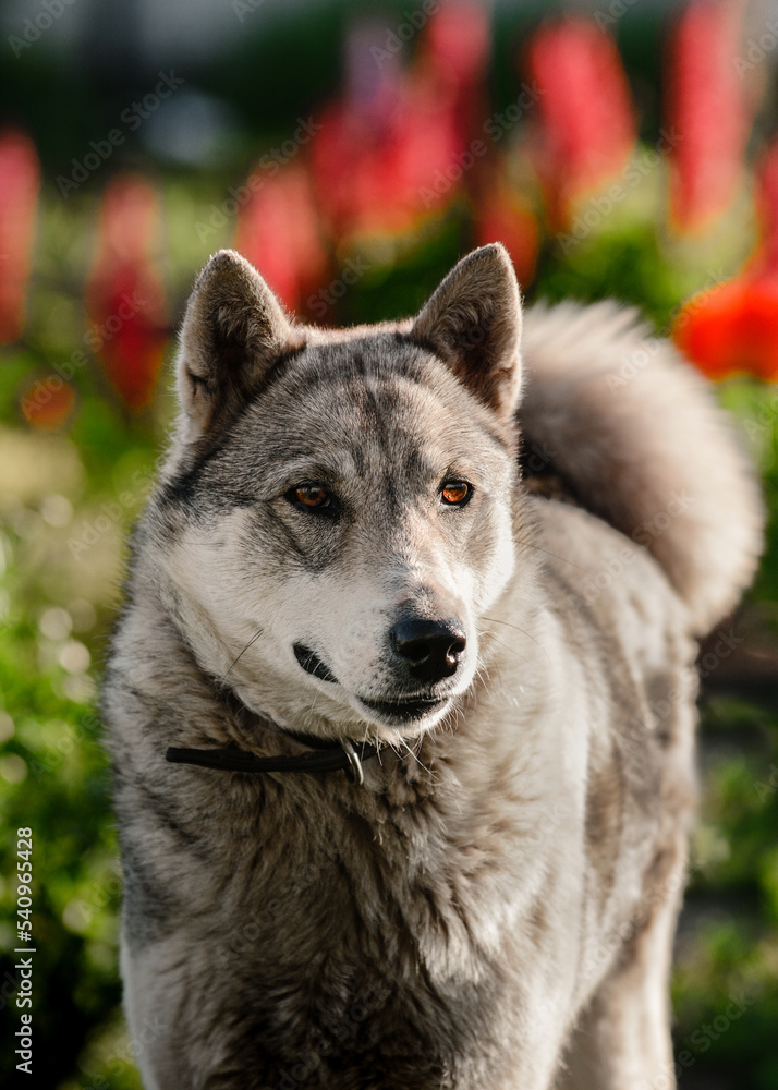 Portrait of a gray east siberian laika dog breed on red flowers background 