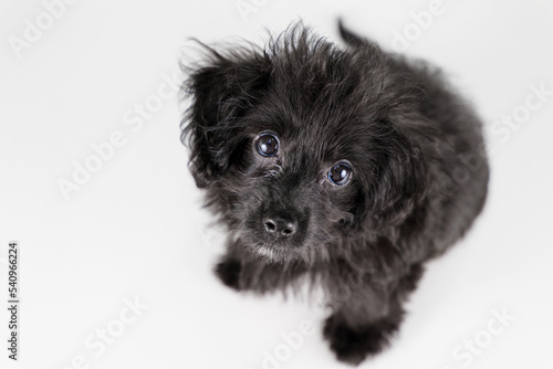 カメラ目線で見上げるミックスの仔犬