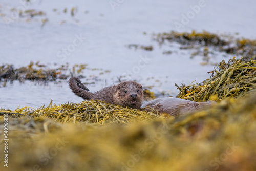 Otter mother and two cubs