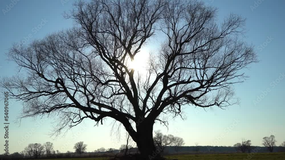 kahler Baum im Winter auf freiem Feld kahler Baum im Winter auf freiem Feld
