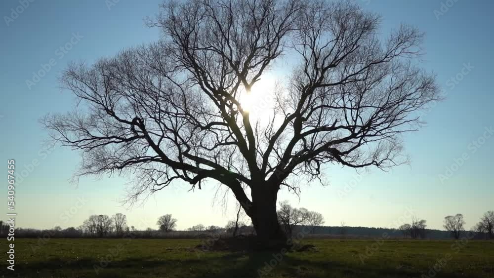 kahler Baum im Winter auf freiem Feld kahler Baum im Winter auf freiem Feld