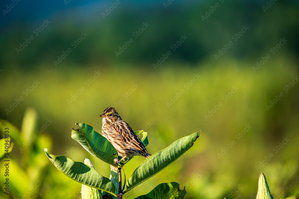 Sparrow on the plant in the field Sparrow on the plant in the field