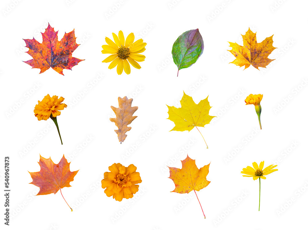 set of different autumn leaves and flowers on a transparent background set of different autumn leaves and flowers on a transparent background