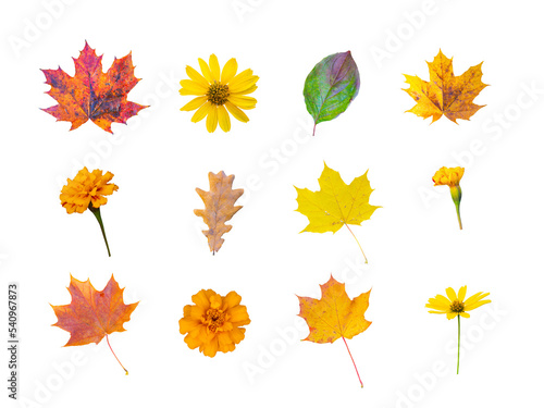 set of different autumn leaves and flowers on a transparent background