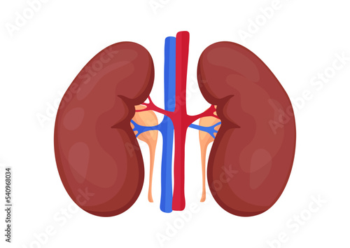 Human kidney and with arteries isolated on white background. Vector illustration of human kidney organ