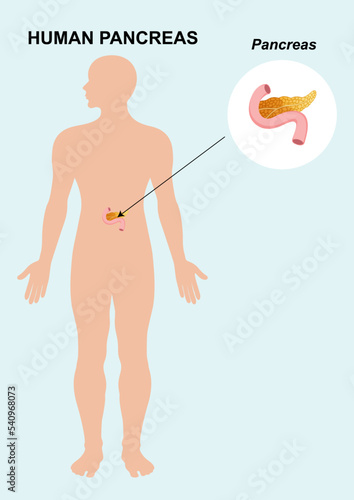 Human Pancreas organ anatomy. Vector illustration of pancreas organ isolated on white background