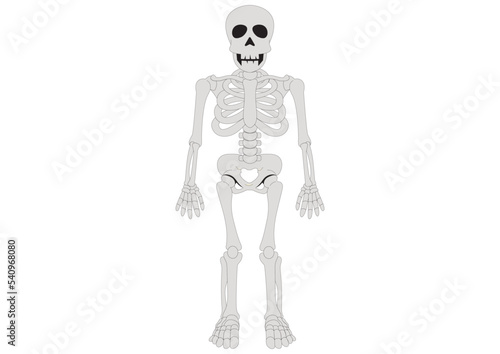 Human skeleton anatomy. Clipart Skeleton