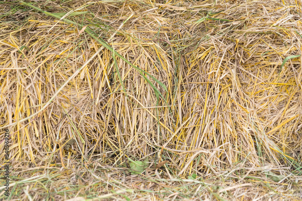 Fototapeta premium straw, dry straw, hay straw yellow background, hay straw texture