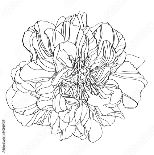 Peony vector illustration. Black and white floral vector illustration of a peony