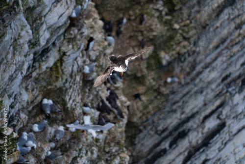 Single Portrait Puffin flying soaring and gliding on a cliff face on rugged UK coastline low-level portrait view showing other nesting seabirds in background