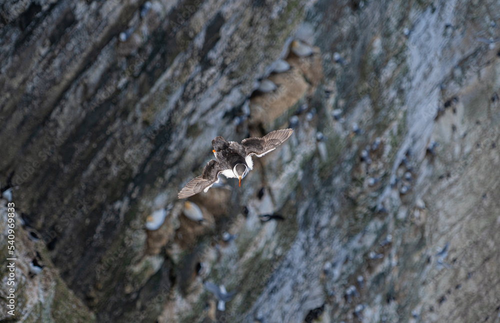 Single Portrait Puffin flying soaring and gliding on a cliff face on rugged UK coastline low-level portrait view showing other nesting seabirds in background Single Portrait Puffin flying soaring and gliding on a cliff face on rugged UK coastline low-level portrait view showing other nesting seabirds in background