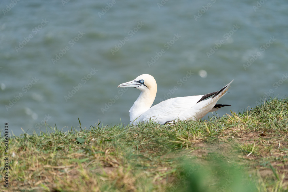 Atlantic Gannet large seabird Nesting on grassland at the top of North Sea Cliffs Atlantic Coastline showing black-tipped white wings and feathers and black eye markings Atlantic Gannet large seabird Nesting on grassland at the top of North Sea Cliffs Atlantic Coastline showing black-tipped white wings and feathers and black eye markings