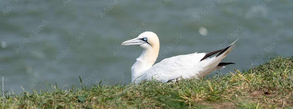 Atlantic Gannet large seabird Nesting on grassland at the top of North Sea Cliffs Atlantic Coastline showing black-tipped white wings and feathers and black eye markings