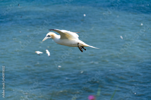 Atlantic Gannet Large White Seabird flying soaring and gliding on a cliff face on a rugged UK coastline low-level portrait view