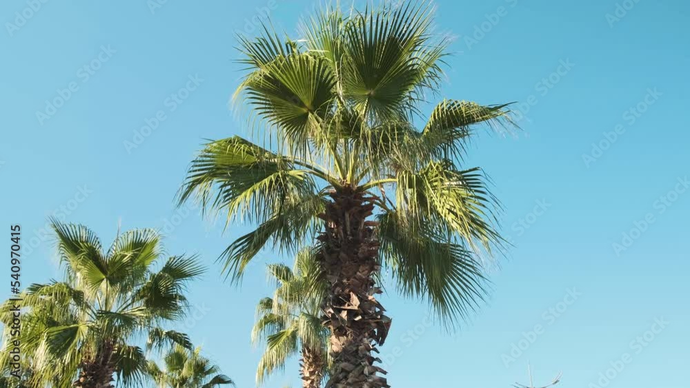 Tropical palm tree leaves swaying in the breeze against blue sky on sunny day. Summer nature background. 4k video Tropical palm tree leaves swaying in the breeze against blue sky on sunny day. Summer nature background. 4k video