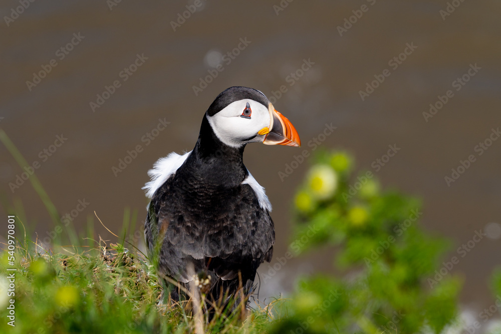 Fototapeta premium Single Portrait side on a low level close up Marco photograph on Single Puffin Seabord showing Black, White and Orange Marking, feathers and beak and sorrowful thoughtful face