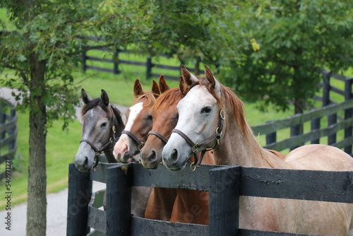 Thoroughbred yearlings photo