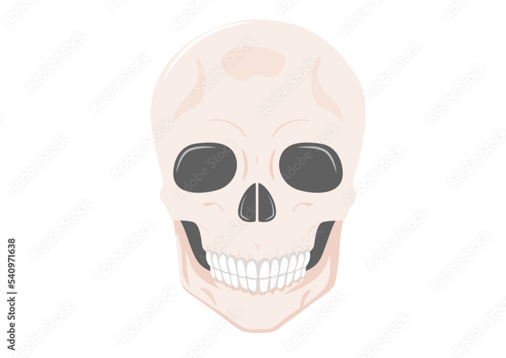 Human skull full face isolated on white background. Vector illustration of human skull