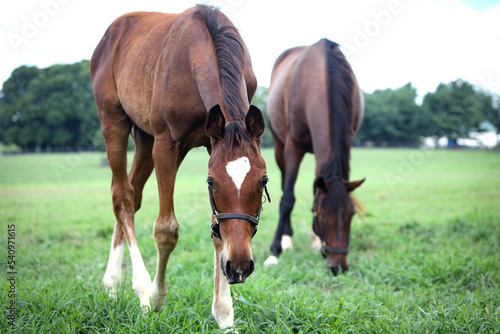 Slika na platnu horse and foal