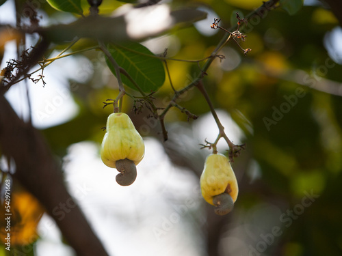 cashew fruit on tree with blurred background