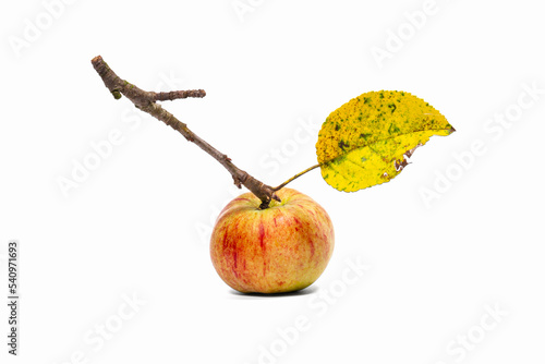 Jabłko na gałęzi