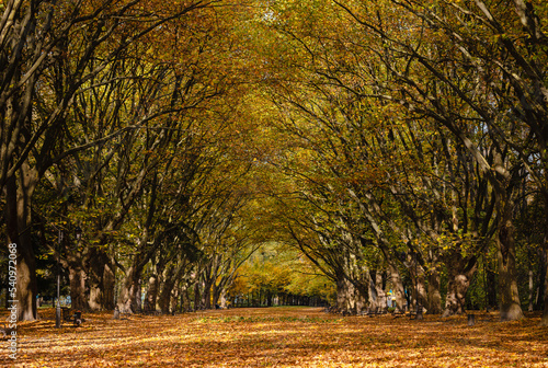 Beautiful wide shot of an old platan alley in autumn leaves photo