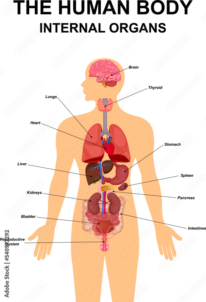 Vecteur Stock Internal organs. Human anatomical body parts, brain