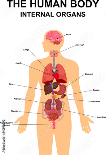 Internal organs of human body flat infographic poster scheme with icons images location name and definitions vector illustration. Heart ,brain, liver and kidneys, male reproductive system