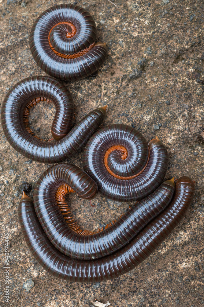 millipedes are arthropods that have two pairs of legs per segment. Millipedes are an Order of members of the invertebrates belonging to the phylum Arthropoda millipedes are arthropods that have two pairs of legs per segment. Millipedes are an Order of members of the invertebrates belonging to the phylum Arthropoda