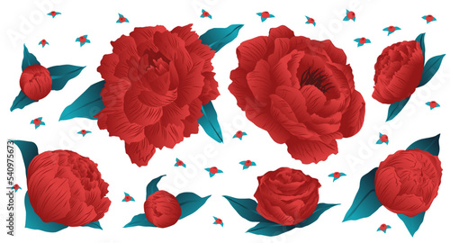 Conjunto de elementos florales vectorizados, rosas, recurso de flores rojas. Rosas en color rojo sobre fondo blanco