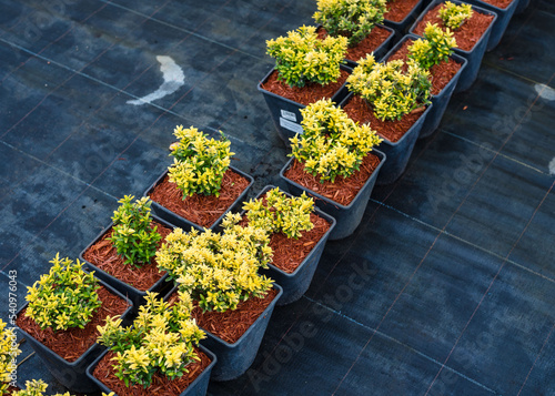 Boxwood in pots in a greenhouse. Close-up. Plantations of plants for sale. Ago farming.