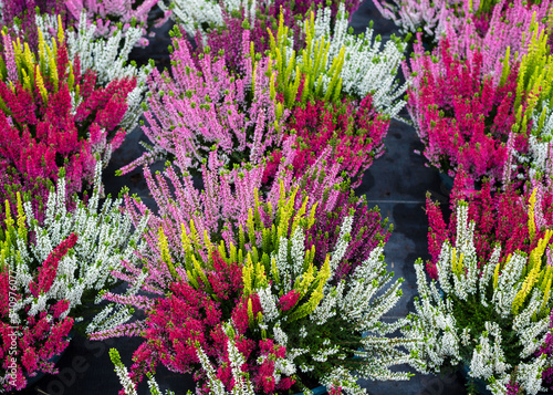 Closeup of colorful blossoming of heather (Calluna vulgaris) cultivated in hothouse