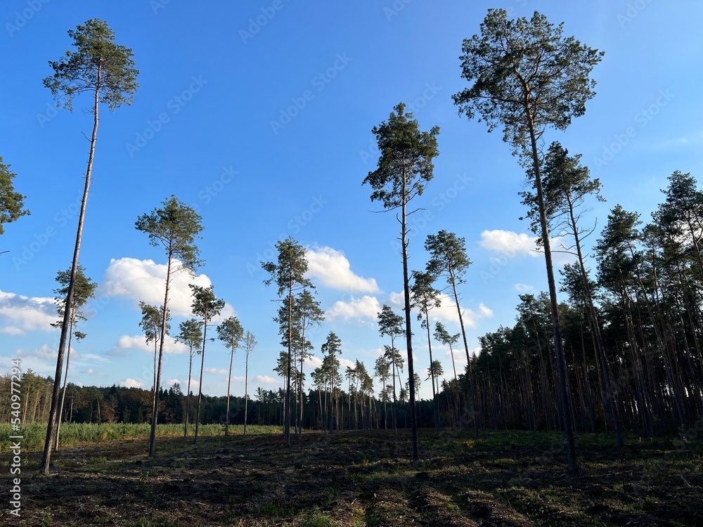 las w Świętokrzyskim , wycinka lasu , wycinanie lasu ,
drzewa w lesie , drewno , drzewo w lesie , jesień w lesie lasy Golejowskie ,