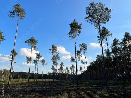Obraz na płótnie las w Świętokrzyskim , wycinka lasu , wycinanie lasu ,
drzewa w lesie , drewno , drzewo w lesie , jesień w lesie lasy Golejowskie , w salonie