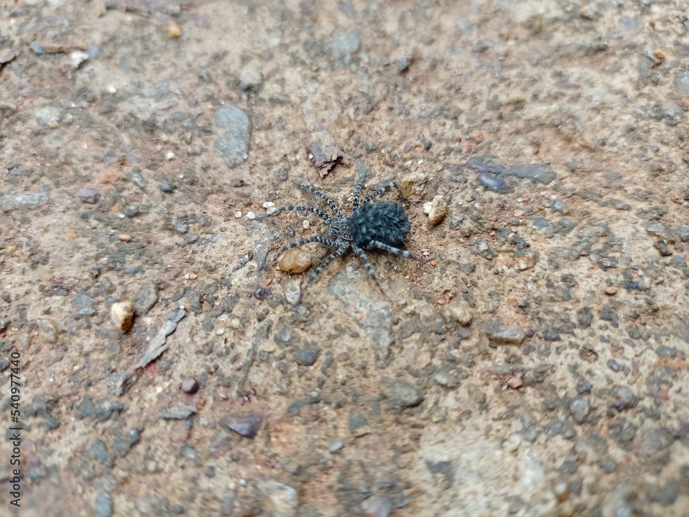 spider on the ground spider on the ground
