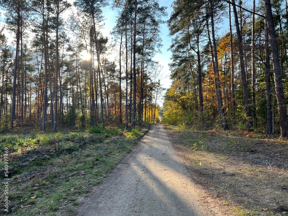 las w Świętokrzyskim , wycinka lasu , wycinanie lasu ,
drzewa w lesie , drewno , drzewo w lesie , jesień w lesie lasy Golejowskie ,